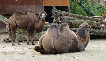 Zoo Frankfurt freut sich über Neuzugang bei den Trampeltieren