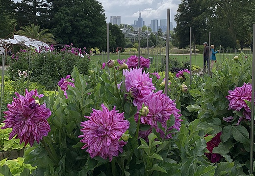 Blumenschau: Urban Gardening