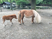 Der Kobelt Zoo öffnet Ende Mai