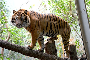 Evening tours at the Zoo: Start of the season with the inhabitants of the cat jungle