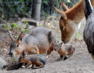 Evening Zoo Tour: With Sonja Hildebrand through the ungulate territory