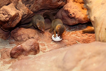 Der Frankfurter Zoo lädt mit Sonderaktionen zum Oster-Besuch ein