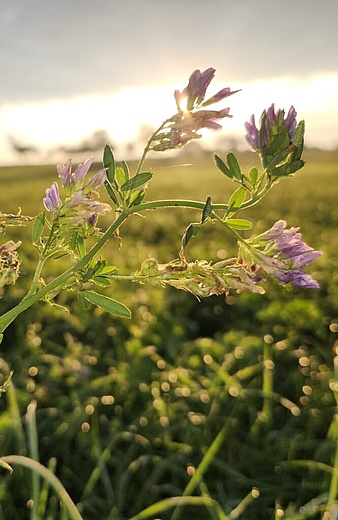 Von der Natur zur Kosmetik – Eyeliner und Lipgloss selbst