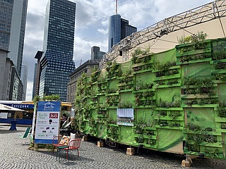 The Green Sauce Festival is coming back!