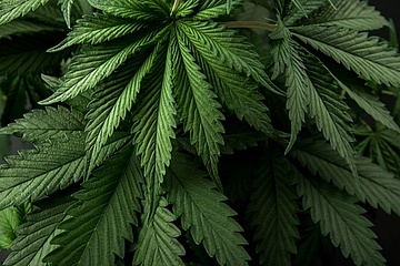 Cannabis-Umfrage in Frankfurt: Bevölkerung signalisiert Zustimmung zur Legalisierung