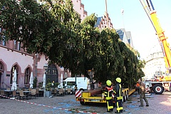 Weihnachtsbaum 'Peter II.' auf dem Frankfurter Römer angekommen