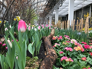 Spring is already here at the Palmengarten: spring flower show is open