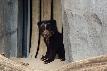 Nachwuchs bei den Brillenbären erkundet das Ukumari-Land im Zoo