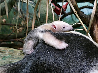 Incredibly cute: offspring of the Little Anteaters at Frankfurt Zoo