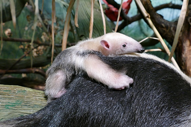 Unglaublich süß: Nachwuchs bei den Kleinen Ameisenbären im Frankfurter Zoo