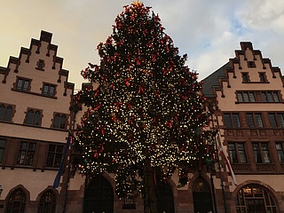 Frankfurter Weihnachtsbaum leuchtet - Bertl erstrahlt auf dem Römerberg