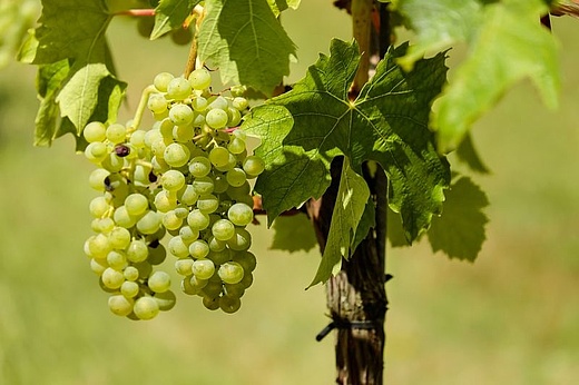 Weinfest im Dorf - Ebersheim