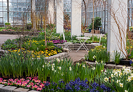 Frühlingsblumenschau im Palmengarten Frankfurt