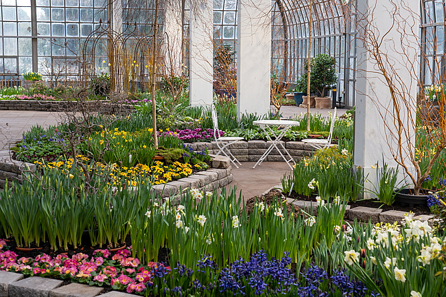Ein früher Frühling unter Glas im Palmengarten