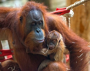 Der Frankfurter Zoo freut sich über Nachwuchs bei den Orang-Utans