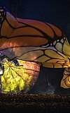 Cirque du Soleil LUZIA
