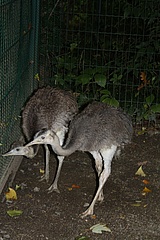 Frankfurt Zoo is happy about new nandus for the South American community