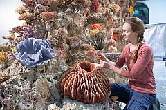 Senckenberg Nature Museum invites you to dive into the coral reef habitat
