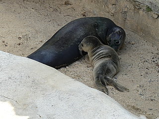 Seehund-Nachwuchs im Frankfurter Zoo