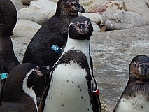 Neue Pinguinanlage im Zoo Frankfurt ist fertig