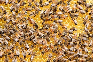 Sechstes Frankfurter Bienenfestival: Honig, Imkerei und Naturschutz im Botanischen Garten