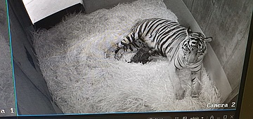 Zoo Frankfurt: Nachwuchs bei den Tigern