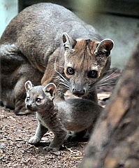 Great joy at Frankfurt Zoo: After almost 20 years, fossas have a new offspring