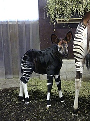 Frankfurter Zoo freut sich über Nachwuchs bei den Okapis