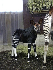 Frankfurt Zoo is pleased with offspring of okapis