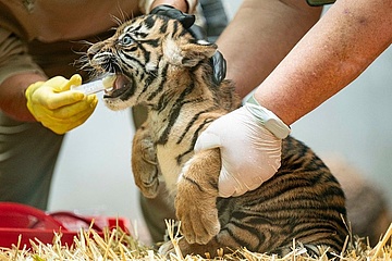 Sumatra-Tiger-Nachwuchs: Raja und Rimba begeistern die Besucher des Frankfurter Zoos