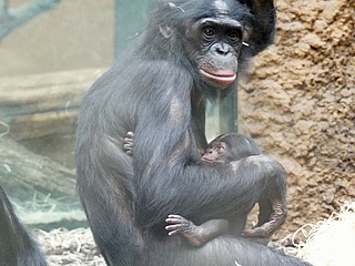 Frankfurt Zoo is happy about offspring of gibbons and bonobos