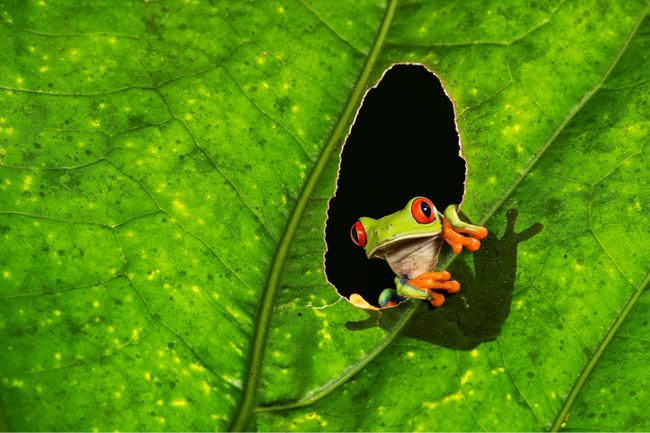 Pura Vida im Novembergrau: Costa Rica im Main-Taunus-Zentrum