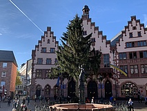 Der Frankfurter Weihnachtsbaum 2022: 'Manni' ist da!