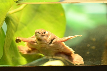 Great breeding success at Frankfurt Zoo - offspring of Papua soft-shelled turtles