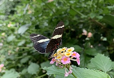 Flower and Butterfly House in the Palmengarten is a crowd puller