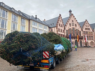<p>Bertl' has arrived!  Frankfurt Christmas tree 2020 arrived at the Römer