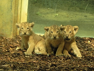 The lion cubs show themselves to zoo visitors for the first time