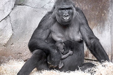 Offspring of the lowland gorillas