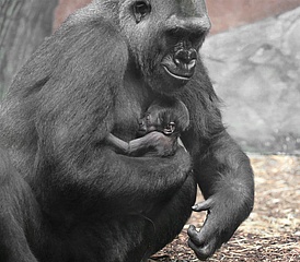 Nachwuchs bei den Westlichen Flachlandgorillas