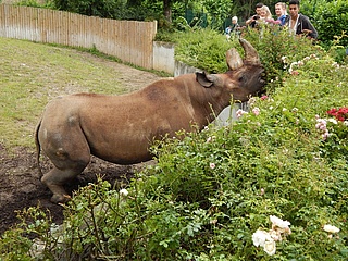 Internationaler Tag des Nashorns im Zoo