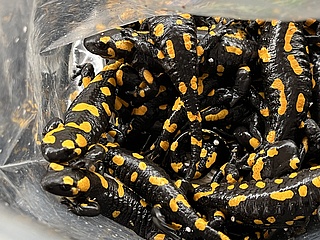 Frankfurter Stadtpolizei rettet 52 Feuersalamander aus Plastikbeutel