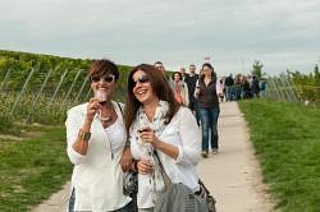 Wine festival in the cheerful vineyard