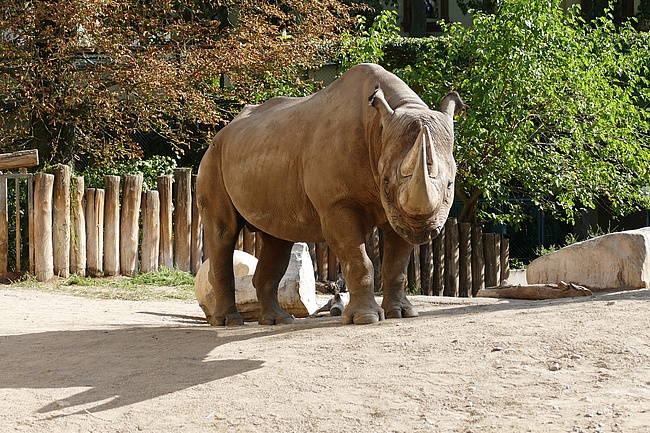 Frankfurter Zoo: Abschied von Nashornbulle KALUSHO