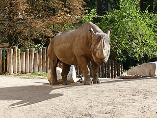 Frankfurter Zoo: Abschied von Nashornbulle KALUSHO