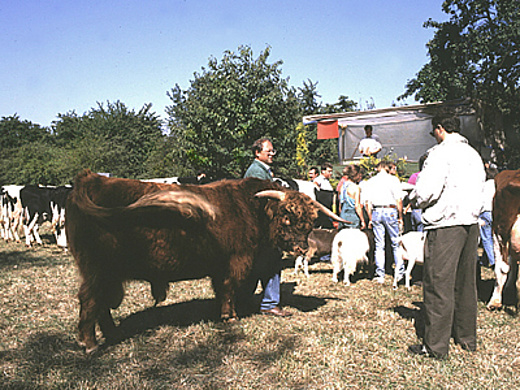 Berger Markt mit Stadtschreiberfest