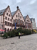 Gretel is here: Frankfurt Christmas tree erected on Römerberg