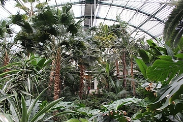 Palmenhaus öffnet für Besucher