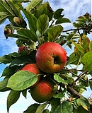 Verführung im Herbst: das Apfelparadies auf dem Lohrberg erkunden