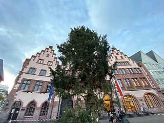 'Bertl' ist da!  Frankfurter Weihnachtsbaum 2020 auf dem Römer angekommen