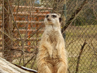 No more restrictions and time slots at Frankfurt Zoo